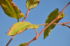 Persicaria orientalis