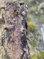 Phlebiopsis crassa