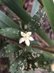 Asterolasia asteriscophora