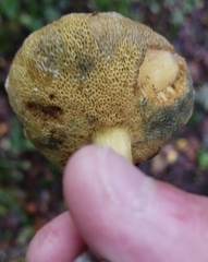 Suillus bovinus