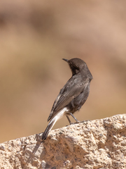Oenanthe leucura