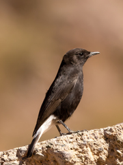 Oenanthe leucura