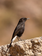 Oenanthe leucura