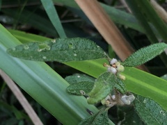 Asterolasia asteriscophora