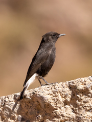 Oenanthe leucura