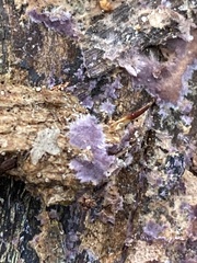 Phlebiopsis crassa