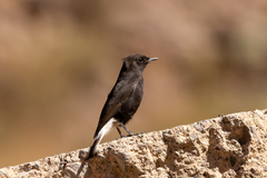Oenanthe leucura