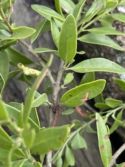 Agelanthus natalitius zeyheri