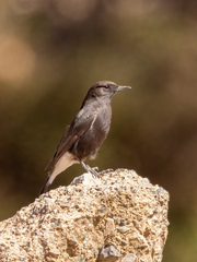 Oenanthe leucura