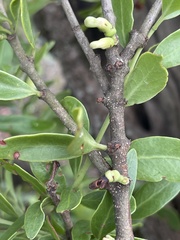 Agelanthus natalitius zeyheri