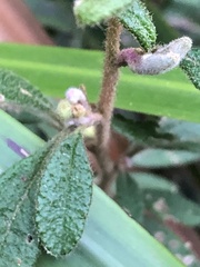 Asterolasia asteriscophora