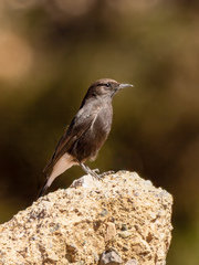 Oenanthe leucura