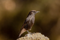 Oenanthe leucura