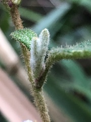 Asterolasia asteriscophora