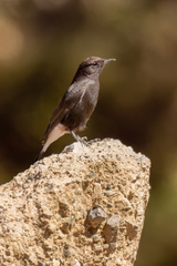 Oenanthe leucura