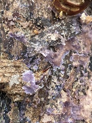Phlebiopsis crassa