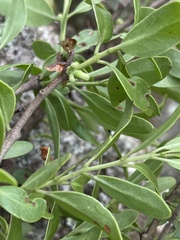 Agelanthus natalitius zeyheri