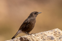 Oenanthe leucura