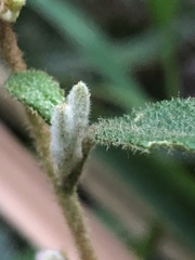 Asterolasia asteriscophora