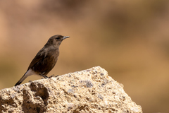 Oenanthe leucura