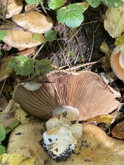 Cortinarius infractus