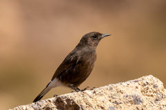 Oenanthe leucura