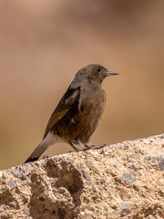 Oenanthe leucura