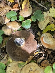 Cortinarius infractus