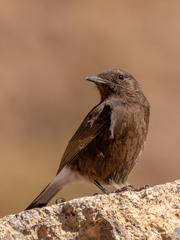 Oenanthe leucura