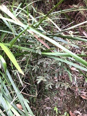 Asterolasia asteriscophora