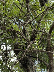 Agelanthus natalitius zeyheri