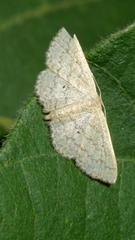 Scopula minorata