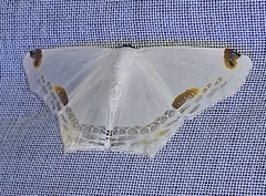 Sericoptera mahometaria