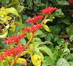 Cissus erosa