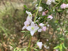 Boronia floribunda