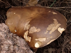 Boletus aereus