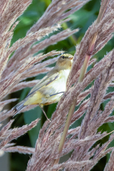 Phylloscopus trochilus