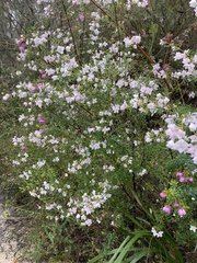 Boronia floribunda