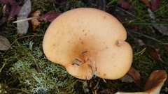 Clitocybe