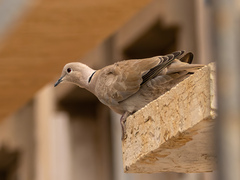 Streptopelia decaocto