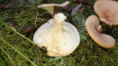 Clitocybe