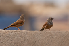 Emberiza sahari