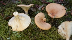 Clitocybe