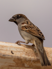 Passer domesticus