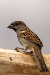 Passer domesticus