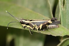 Traulia azureipennis