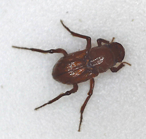 Paracorythoderus marshalli