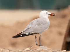 Ichthyaetus audouinii