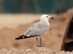 Ichthyaetus audouinii