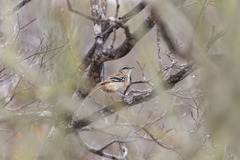 Myrmorchilus strigilatus